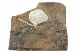 Fossil Ginkgo Leaf From North Dakota - Paleocene #247091-1